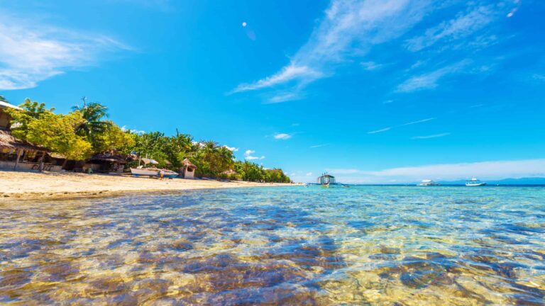 Moalboal sardine run with dense fish schools and snorkelers near shore